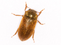 Byturus ochraceus
